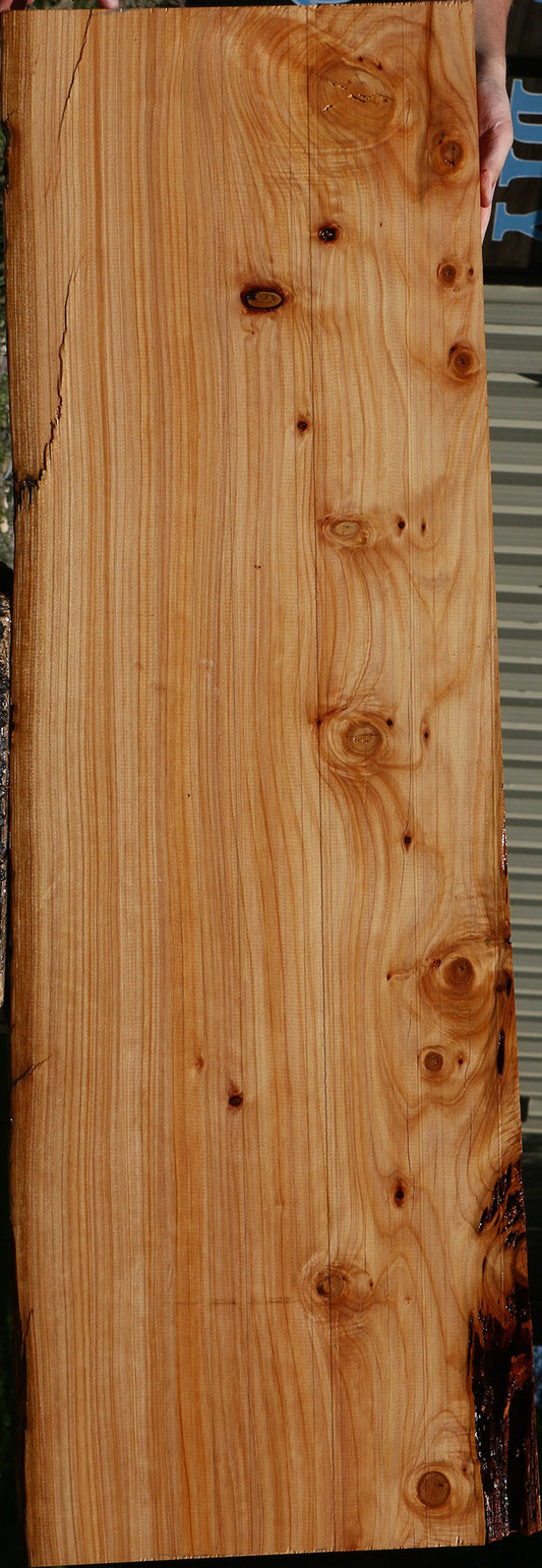 Rustic Monterey Cypress Live Edge Mini Slab