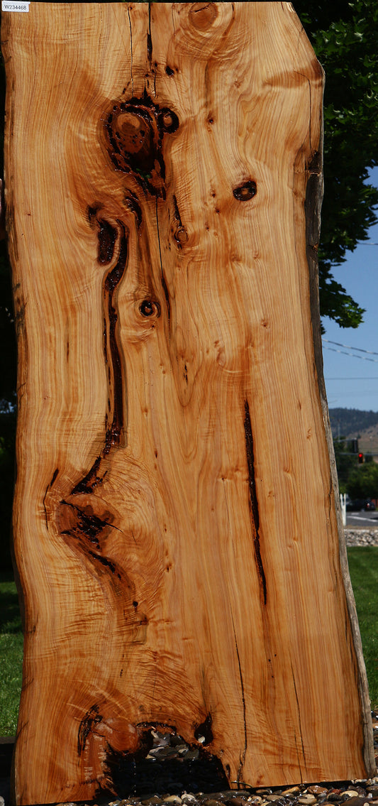 Rustic Monterey Cypress Live Edge Slab