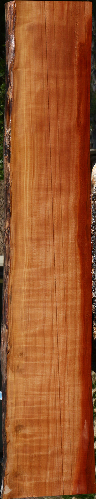 Extra Fancy Swiss Pear Live Edge Lumber