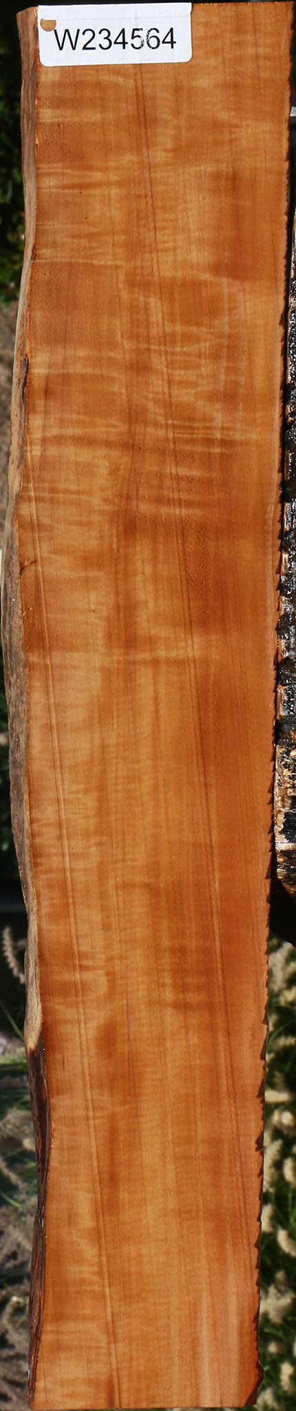 Extra Fancy Swiss Pear Live Edge Lumber