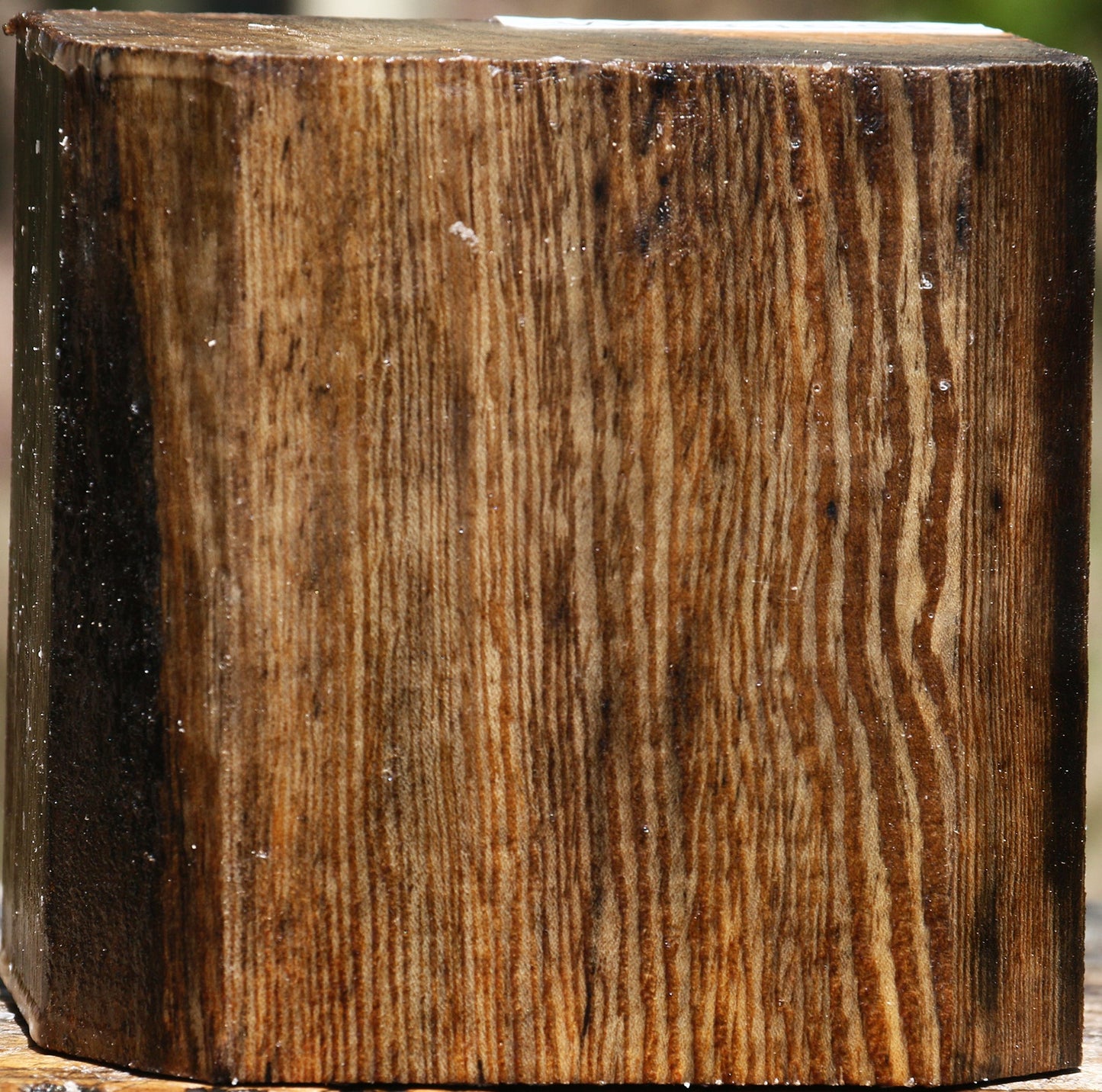 Figured Ficus Bowl Blank