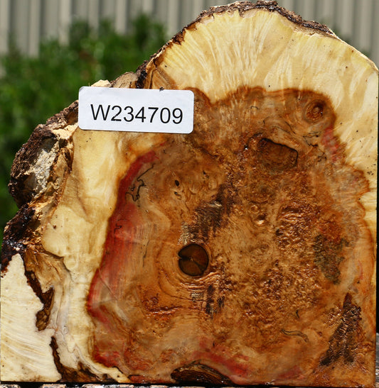 Box Elder Burl Live Edge Bowl Blank