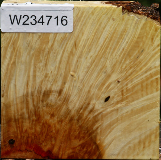 Box Elder Burl Bowl Blank