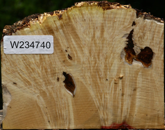 Box Elder Burl Live Edge Turning Blank