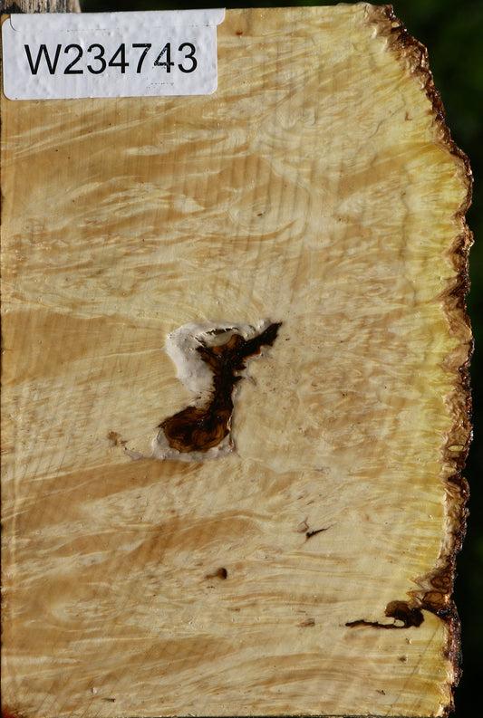 Box Elder Burl Live Edge Turning Blank