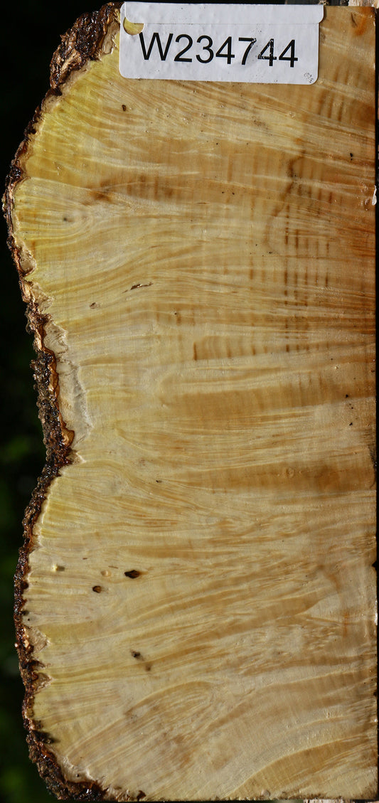 Box Elder Burl Live Edge Turning Blank