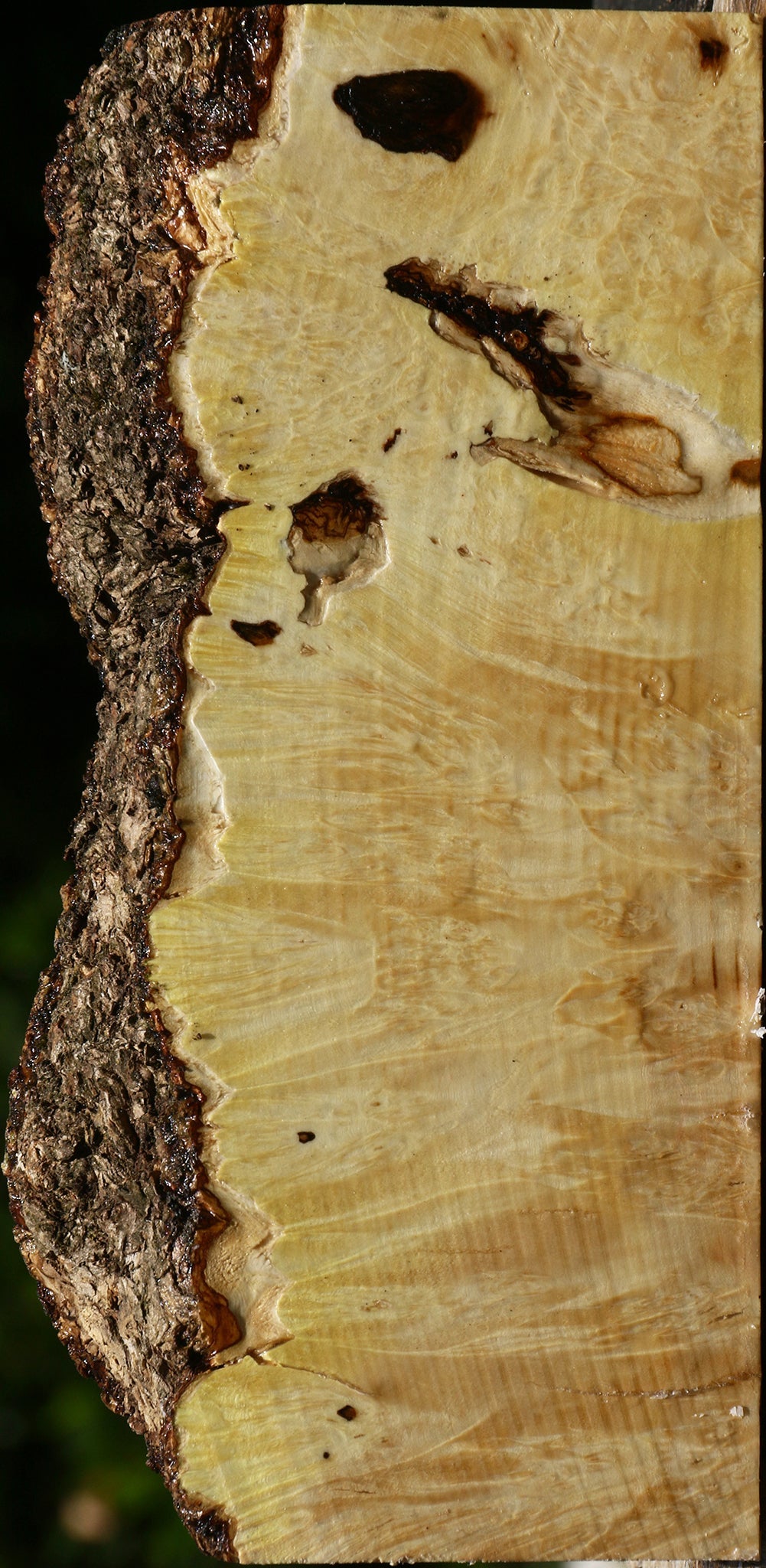 Box Elder Burl Live Edge Turning Blank