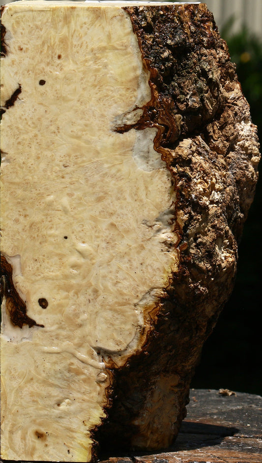 Box Elder Burl Live Edge Turning Blank