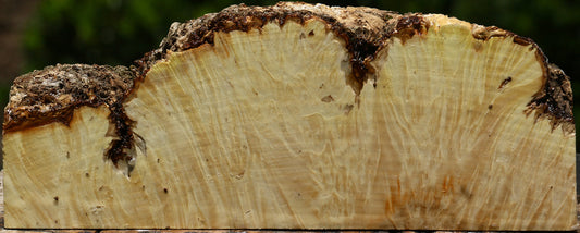 Box Elder Burl Live Edge Turning Blank