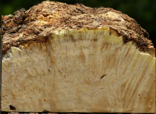 Box Elder Burl Live Edge Turning Blank