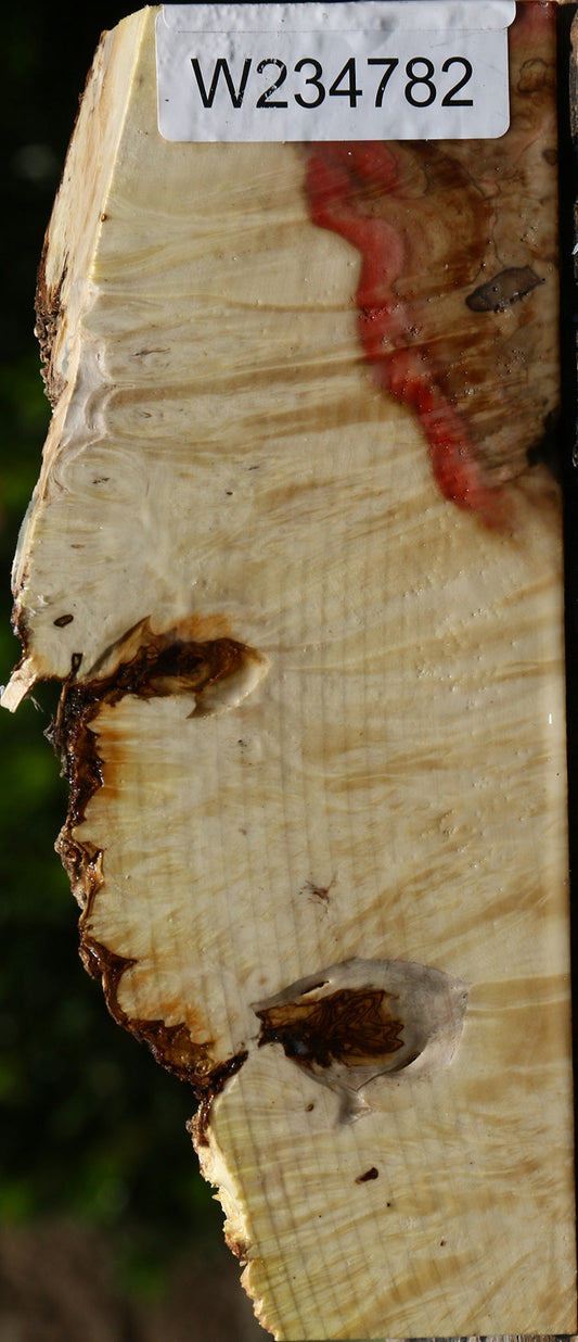 Box Elder Burl Live Edge Turning Blank