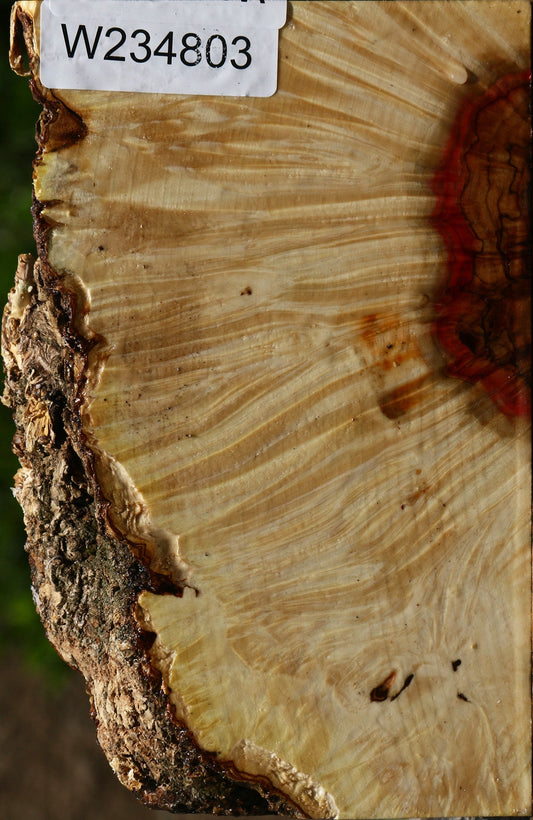 Box Elder Live Edge Turning Blank