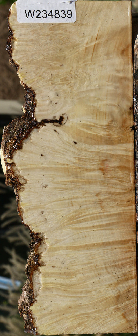 Box Elder Live Edge Turning Blank