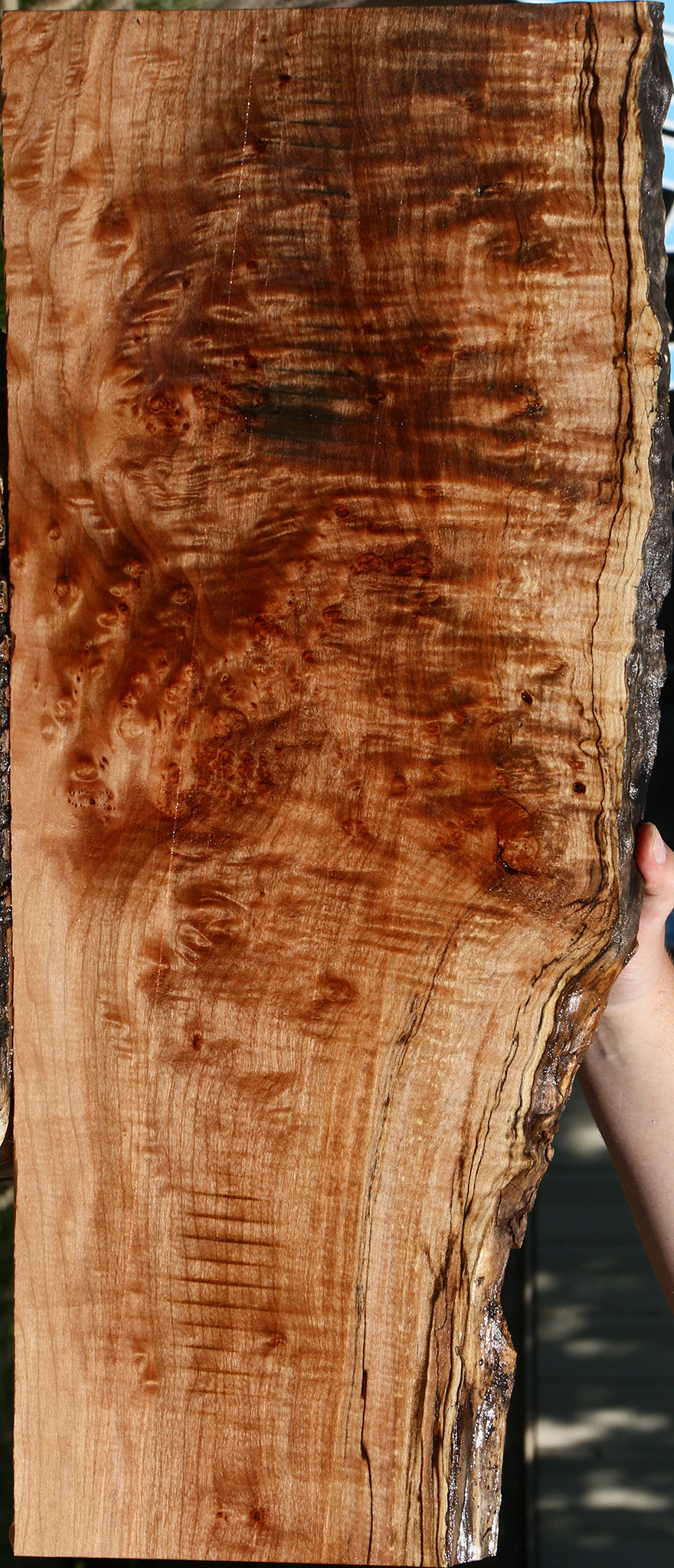 Extra Fancy Maple Live Edge Lumber