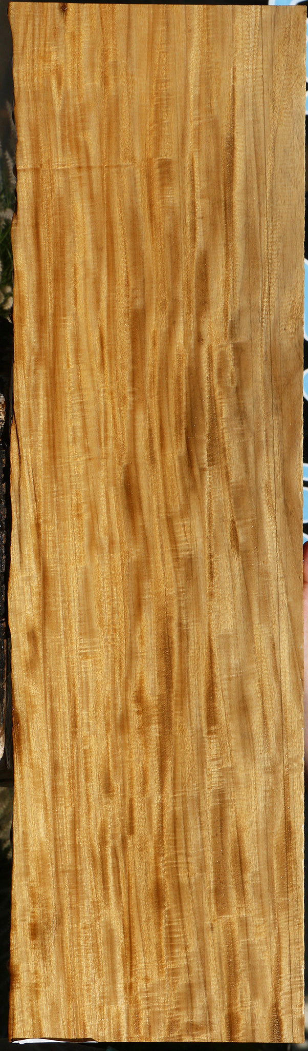 Extra Fancy Primavera Live Edge Micro Lumber