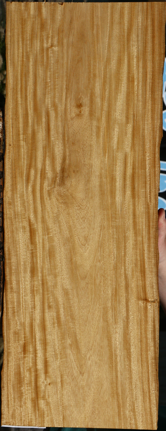 Extra Fancy Primavera Live Edge Micro Lumber