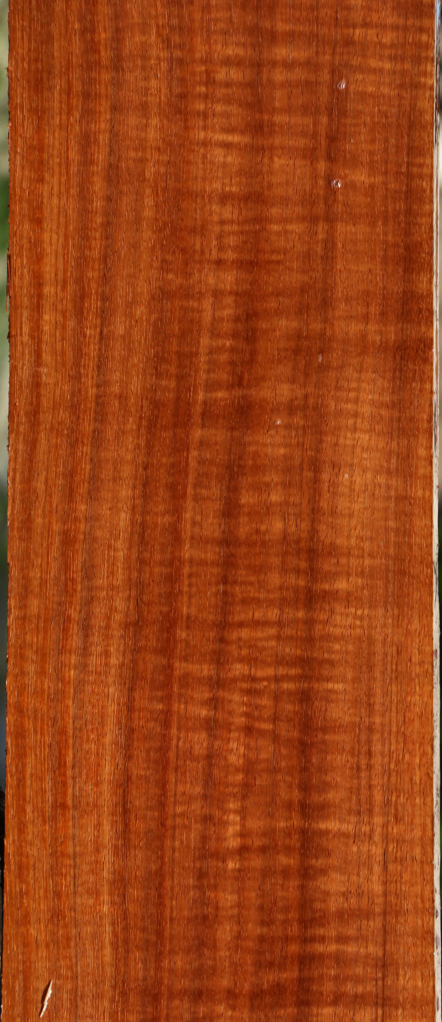Figured Tzalam Lumber