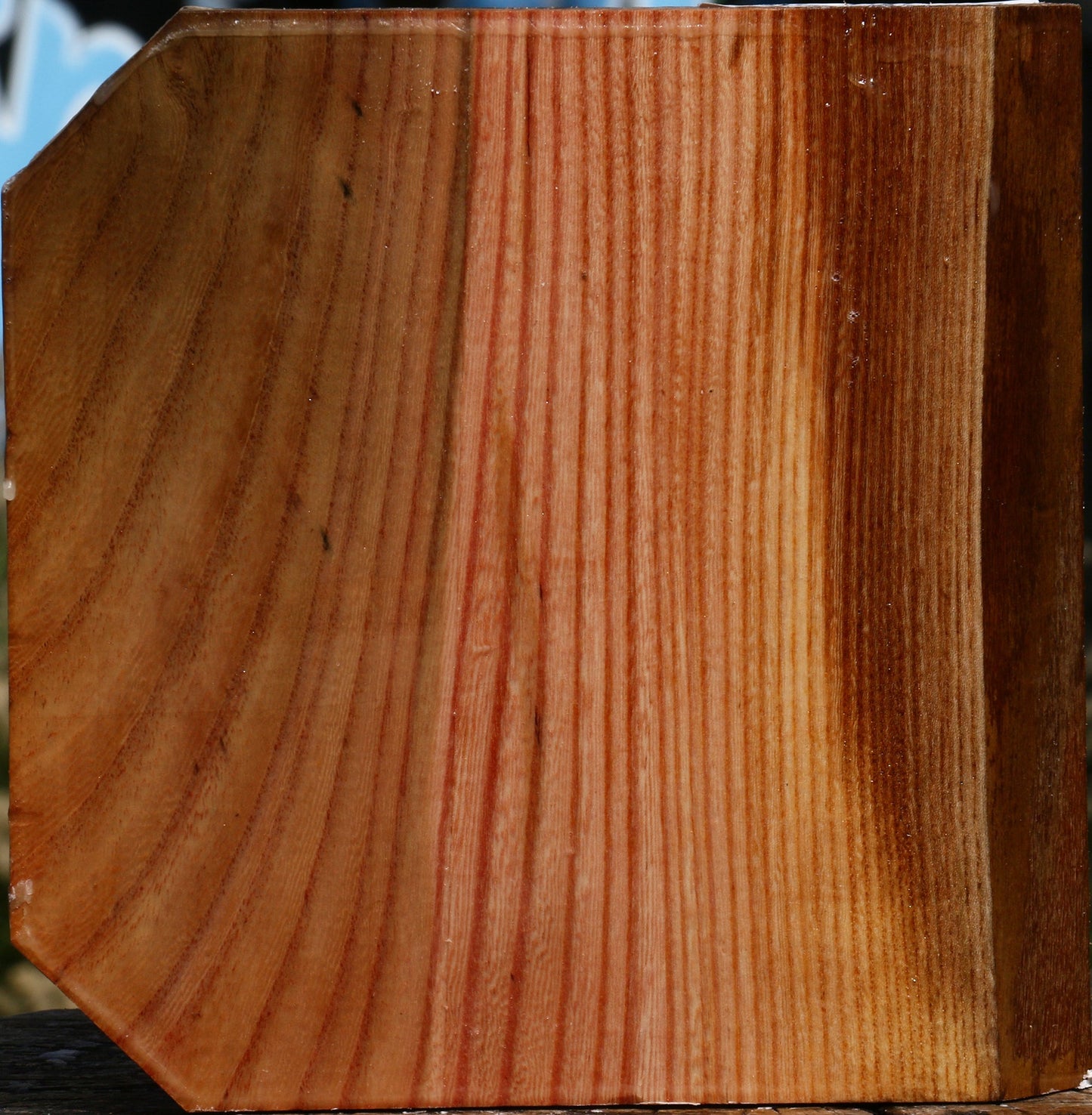 Zelkova Bowl Blank