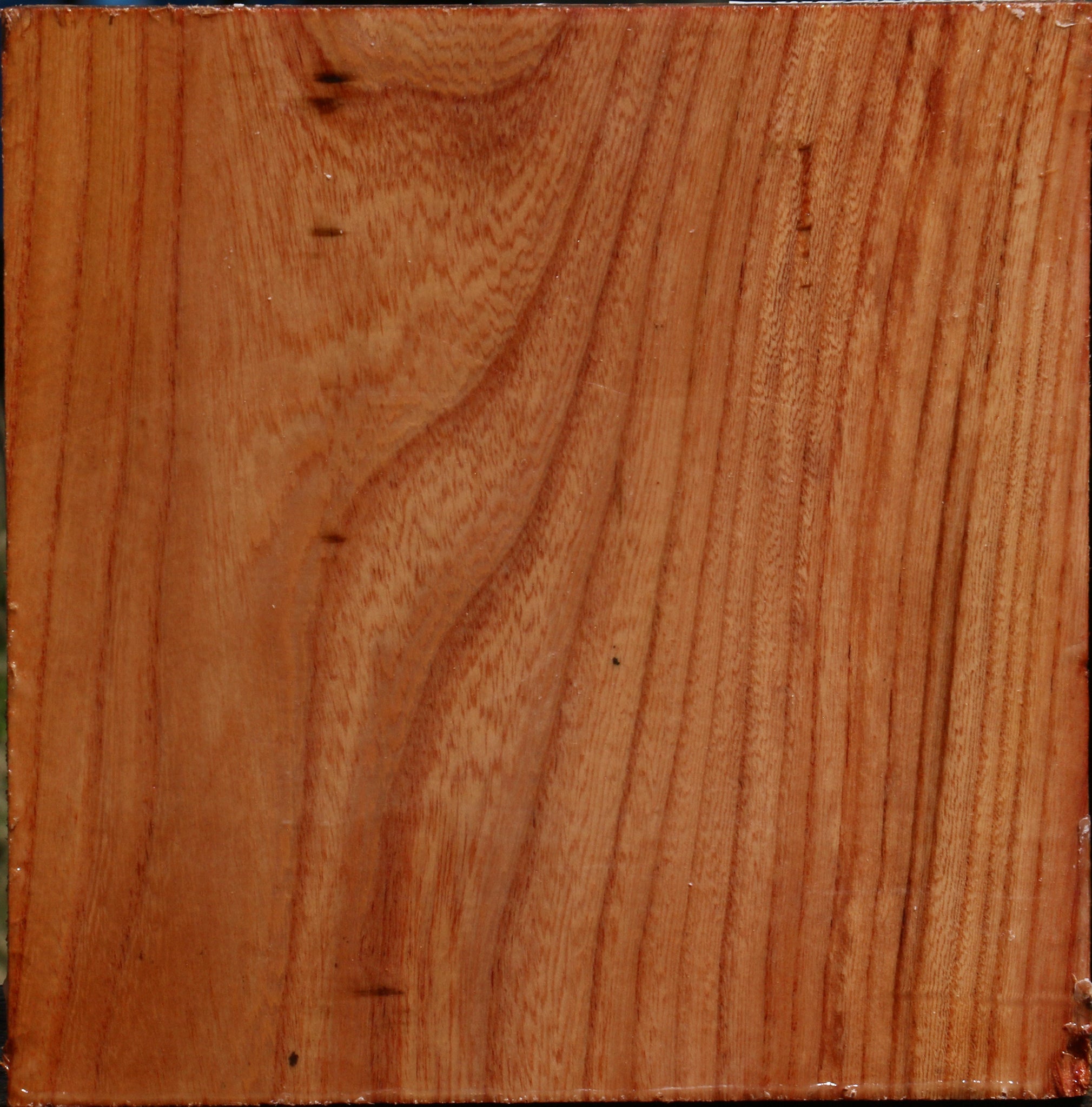 Zelkova Bowl Blank – Cook Woods