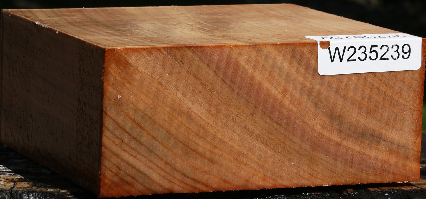 Zelkova Bowl Blank
