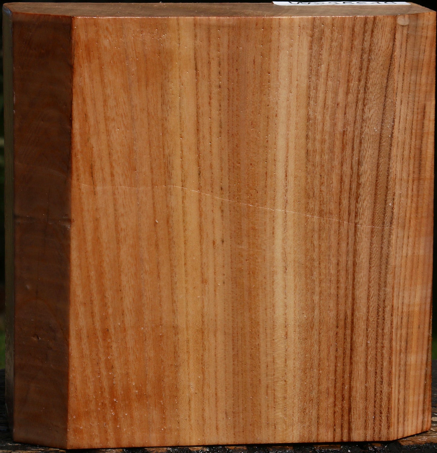 Zelkova Bowl Blank
