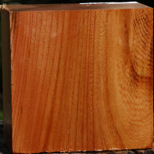 Zelkova Bowl Blank