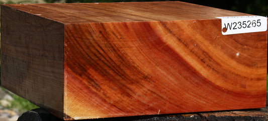 Zelkova Bowl Blank