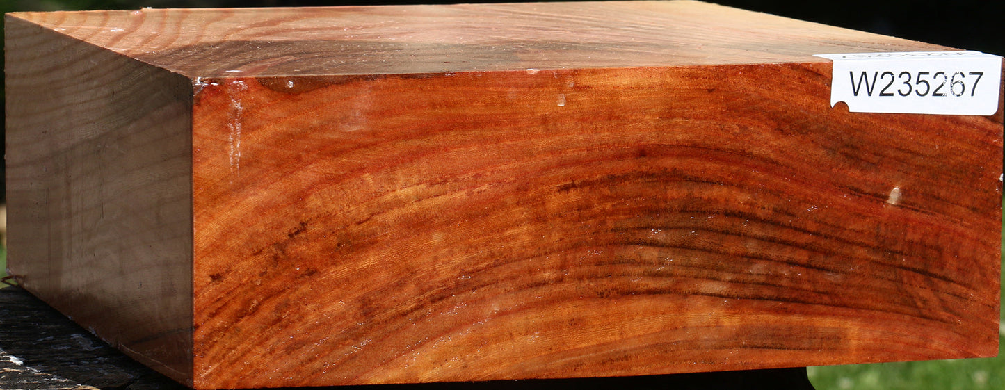Zelkova Bowl Blank