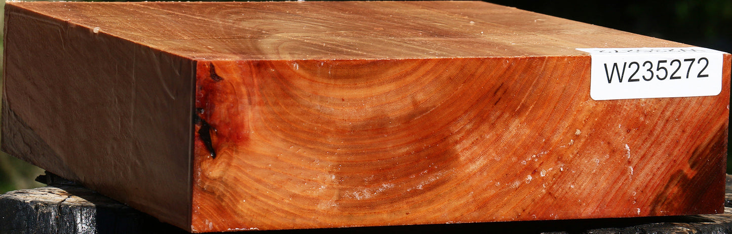 Zelkova Bowl Blank