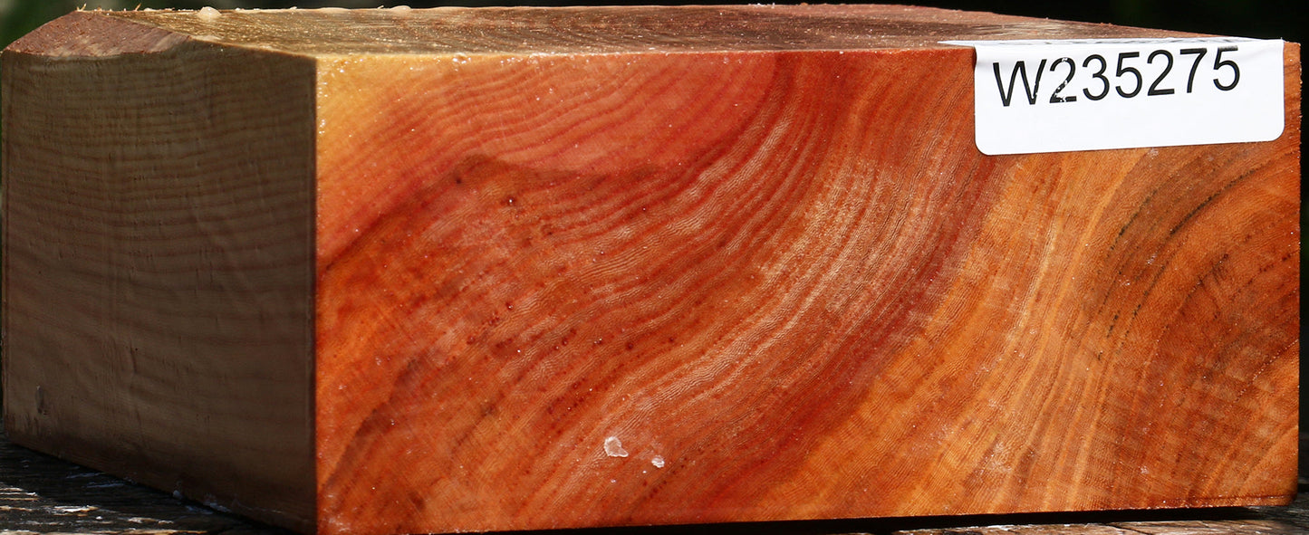 Zelkova Bowl Blank