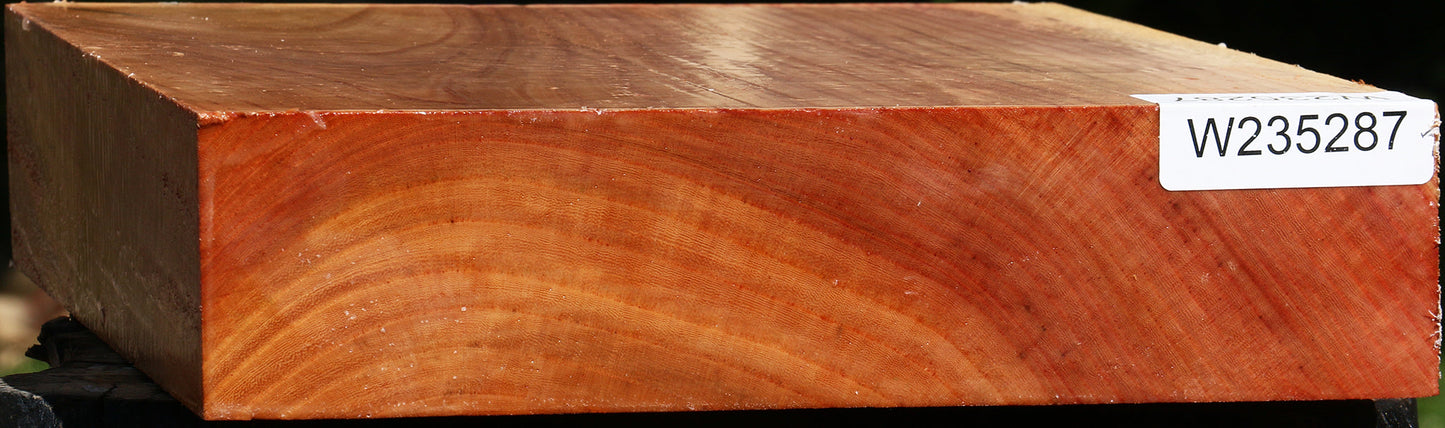 Zelkova Bowl Blank