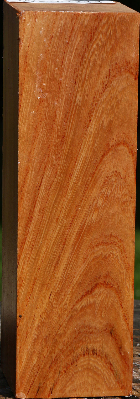 Zelkova Turning Square