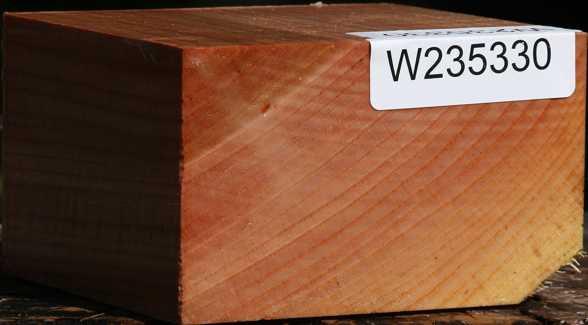 Zelkova Bowl Blank – Cook Woods