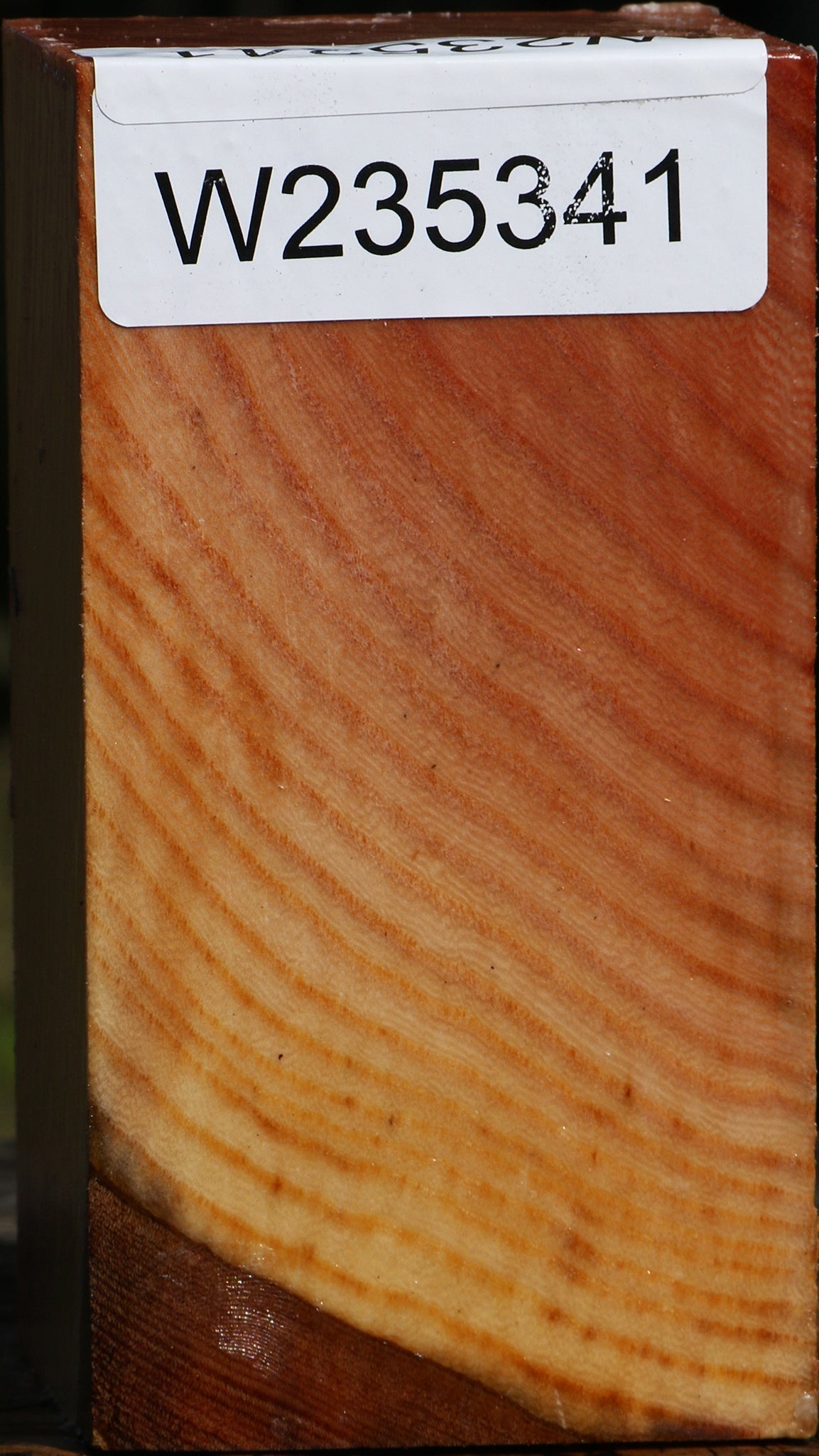 Zelkova Turning Square