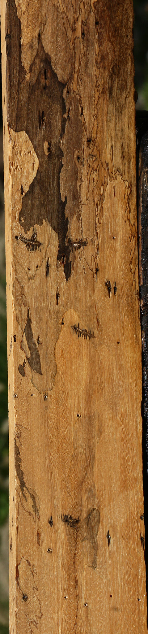 Spalted Tamarind Lumber