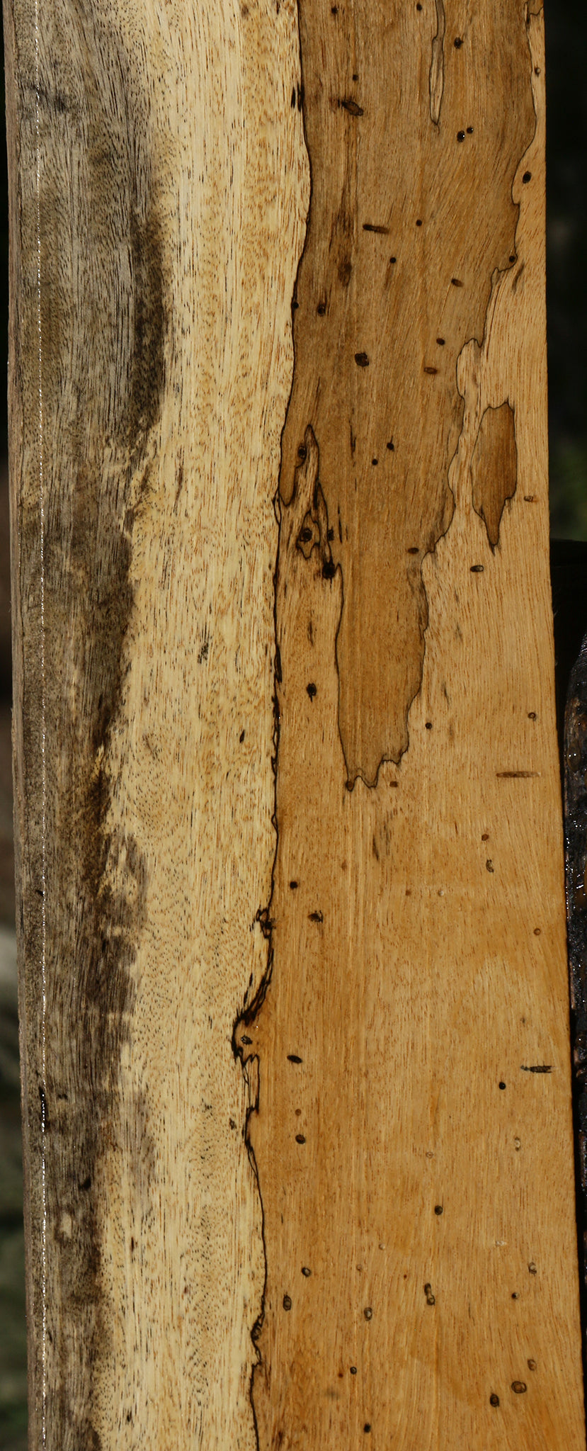 Figured Spalted Tamarind Lumber