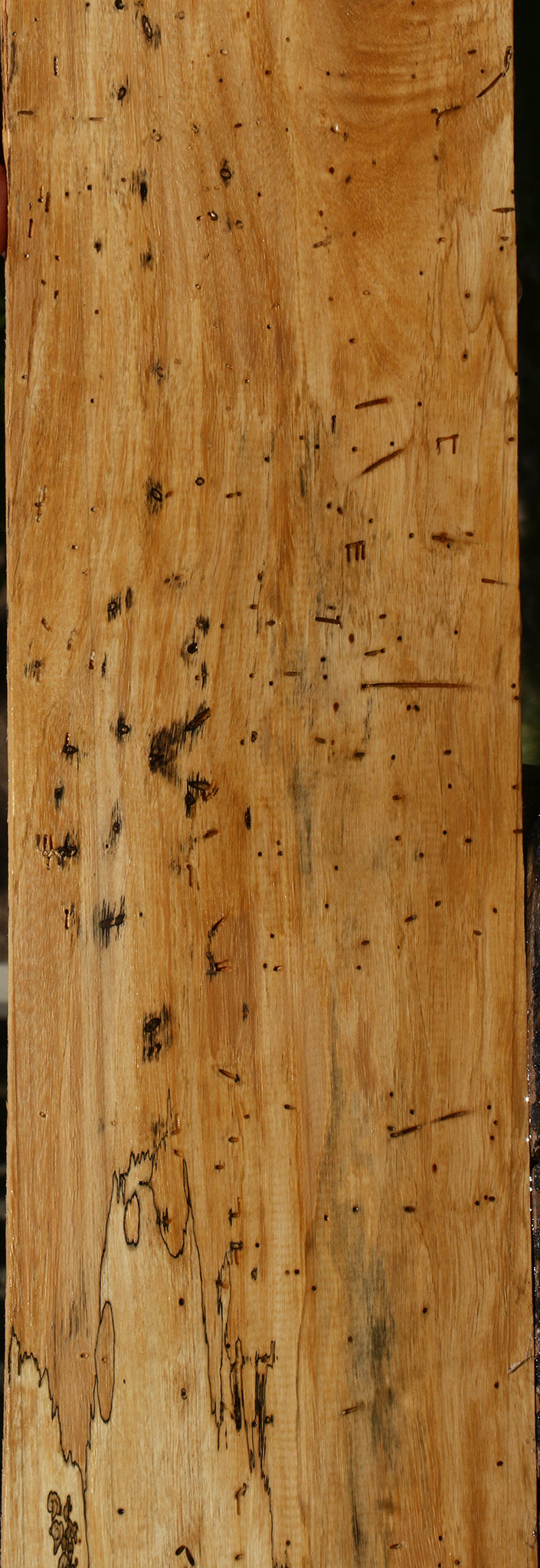 Spalted Tamarind Lumber