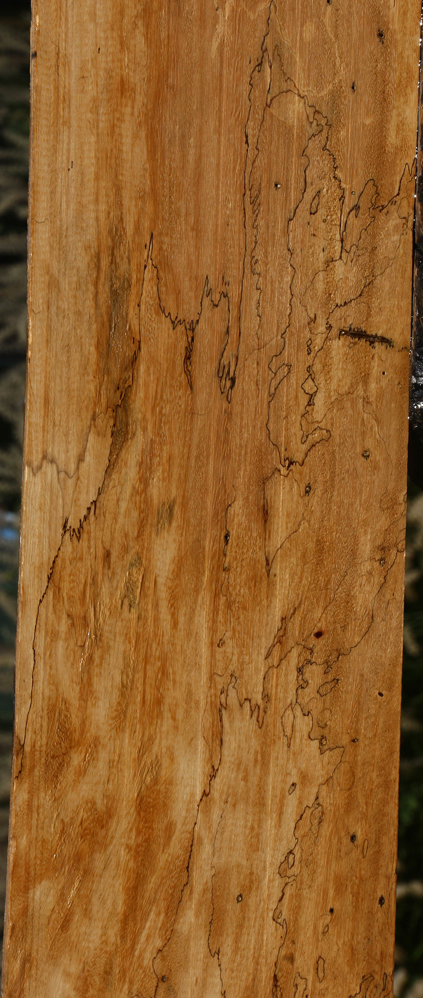 Spalted Tamarind Lumber