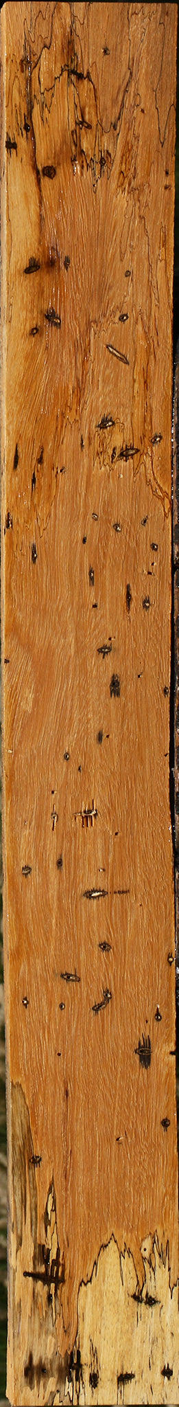 Spalted Tamarind Lumber