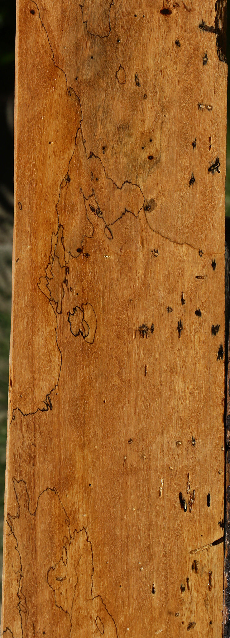 Spalted Tamarind Lumber