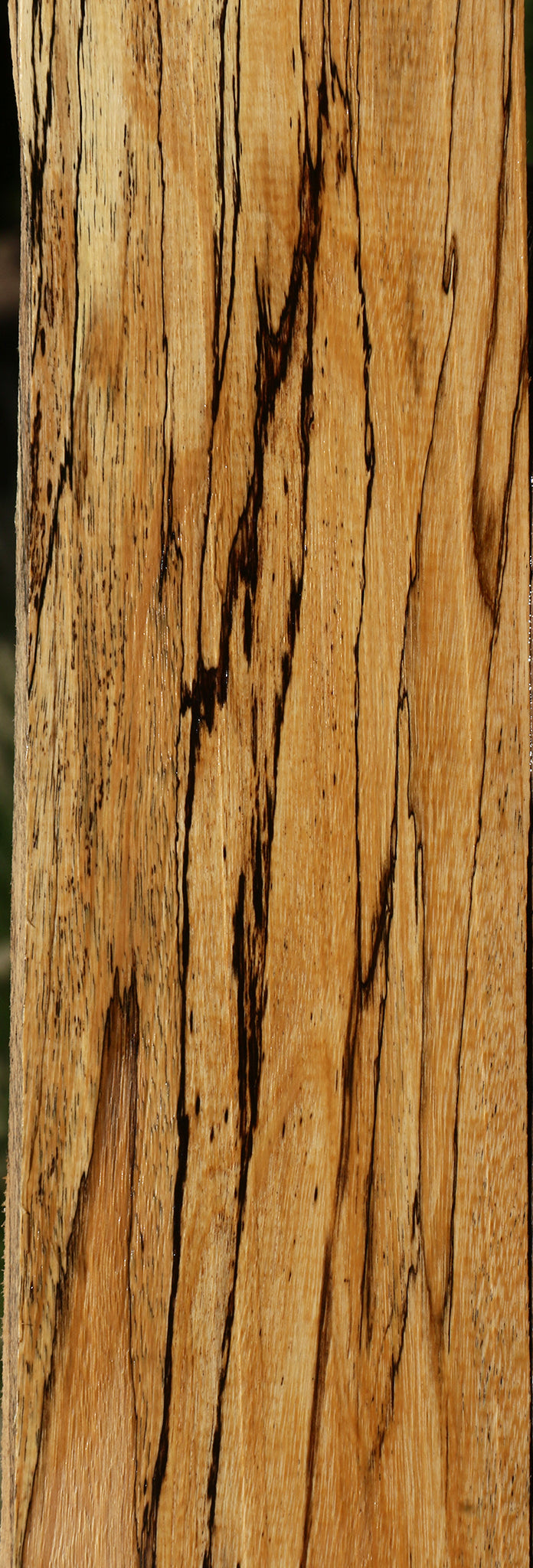 Figured Spalted Tamarind Lumber