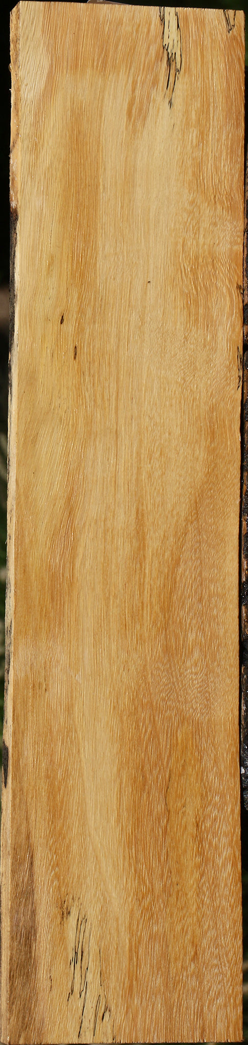 Spalted Tamarind Lumber