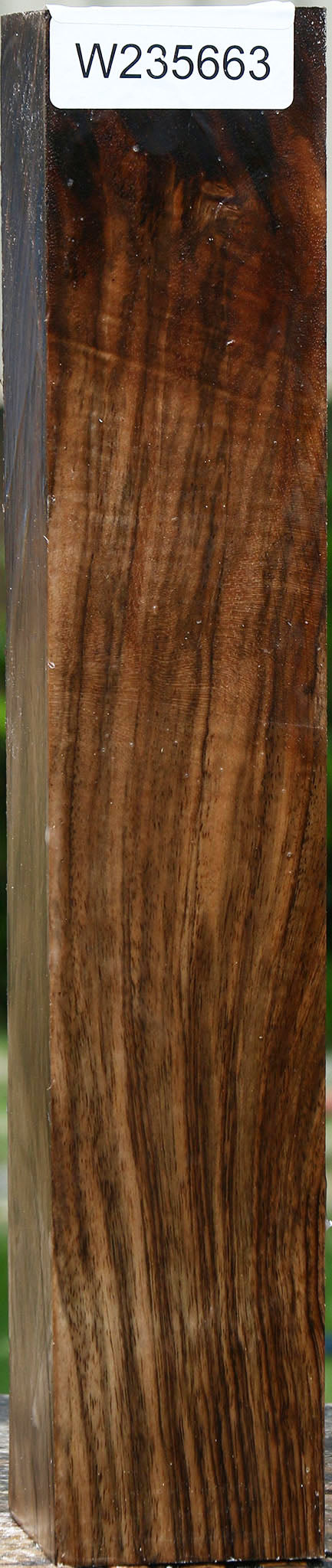 Extra Fancy English Walnut Forend