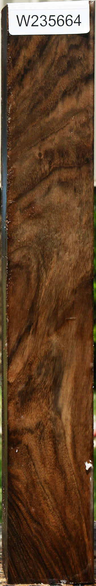 English Walnut Forend