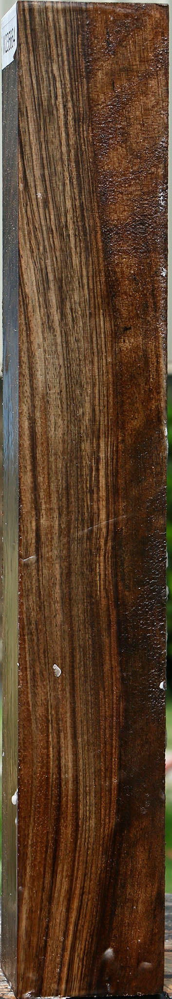 English Walnut Forend