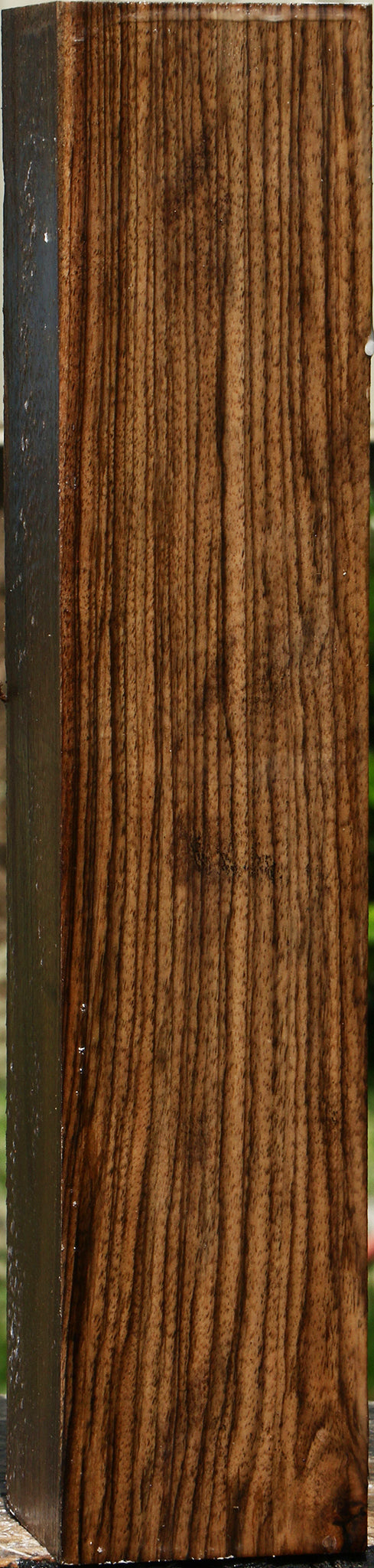 English Walnut Forend