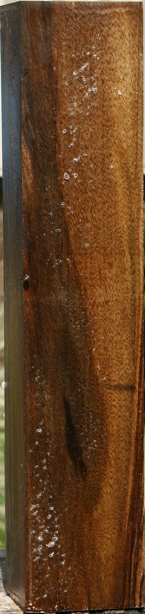 English Walnut Forend