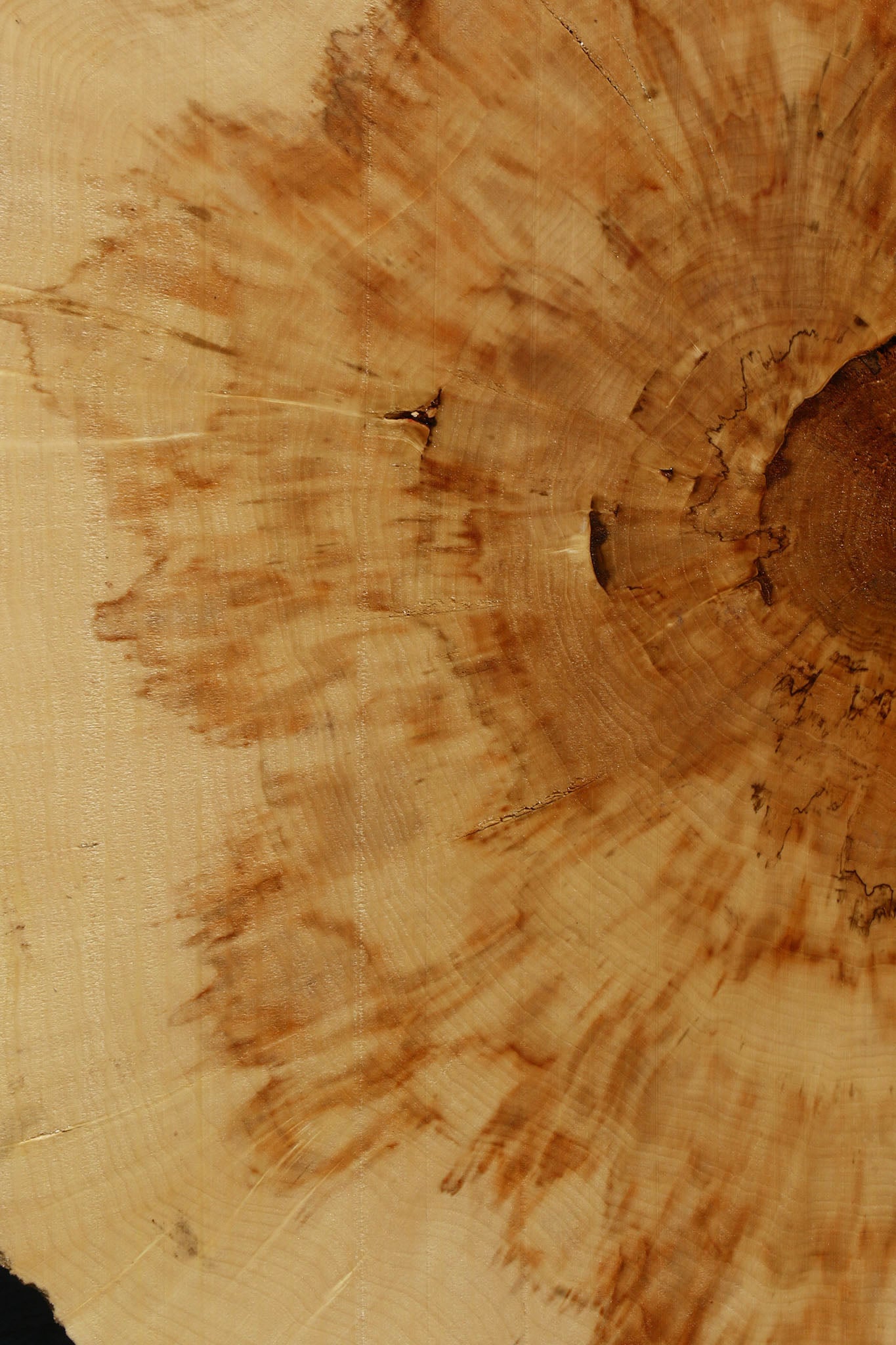 Box Elder Cookie (Free Shipping Excluded)