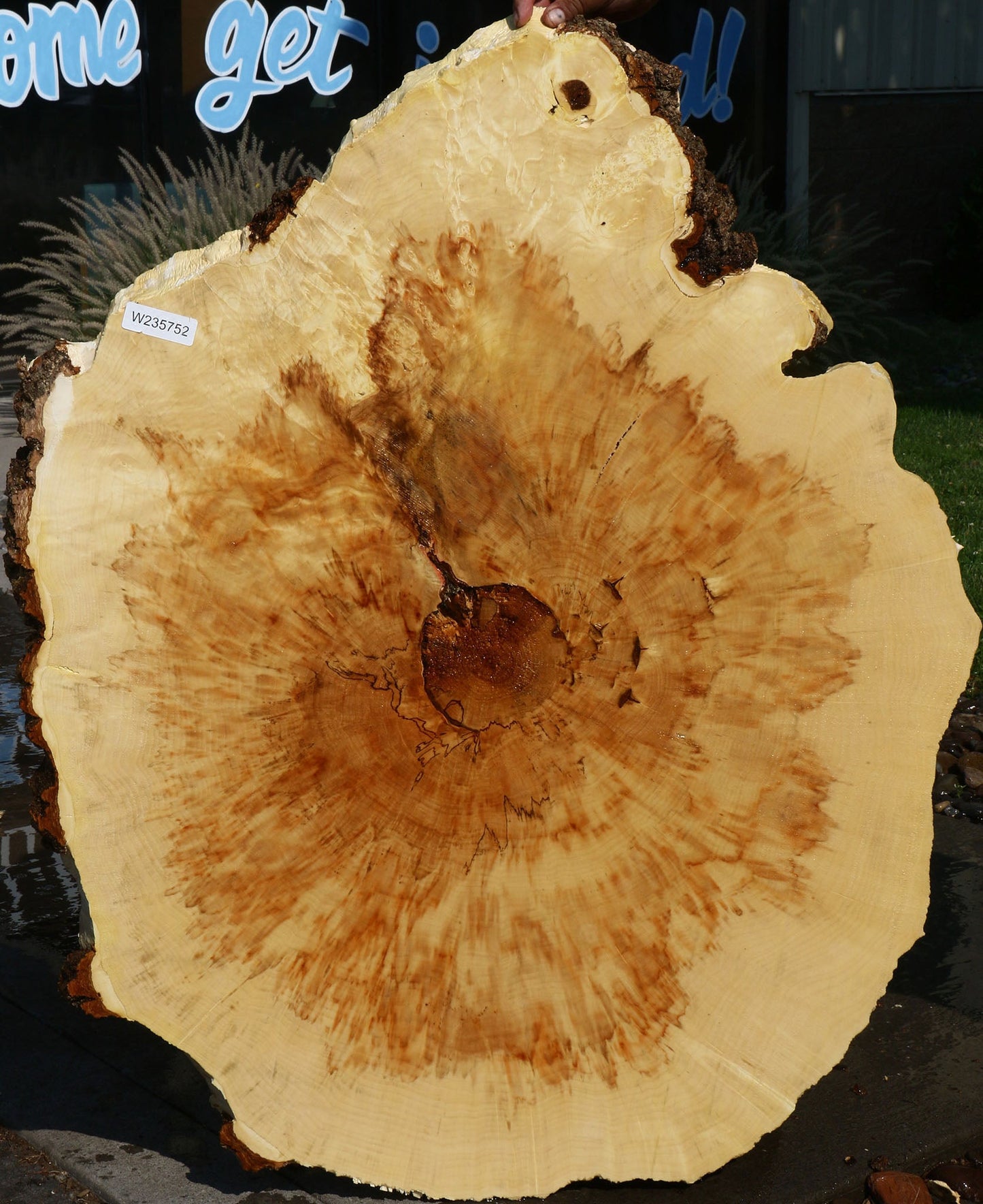 Box Elder Cookie (Free Shipping Excluded)