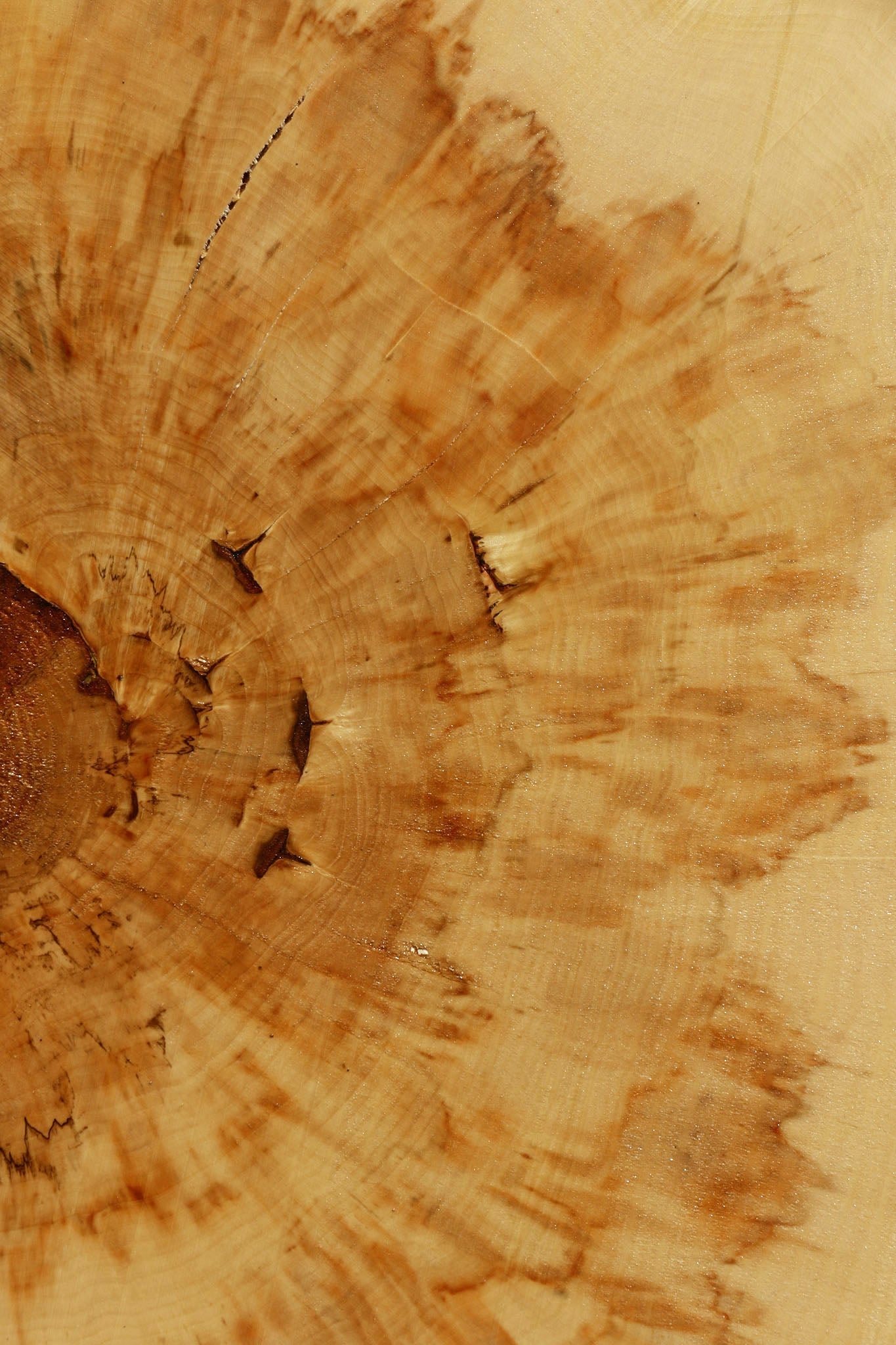 Box Elder Cookie (Free Shipping Excluded)